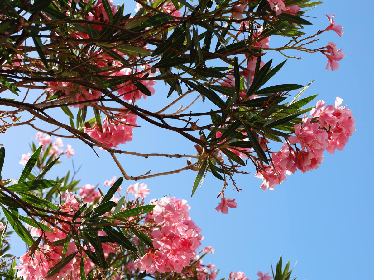 Meditazioni mediterranee